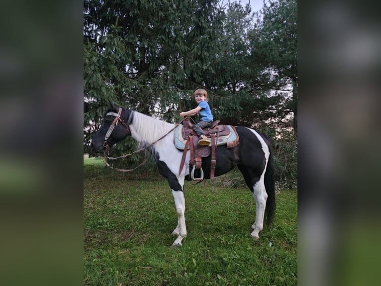 American Quarter Horse Ruin 4 Jaar Tobiano-alle-kleuren in Ashland OH