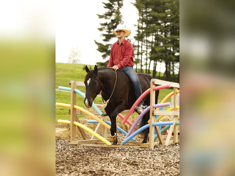 American Quarter Horse Ruin 4 Jaar Zwart in Millersburg