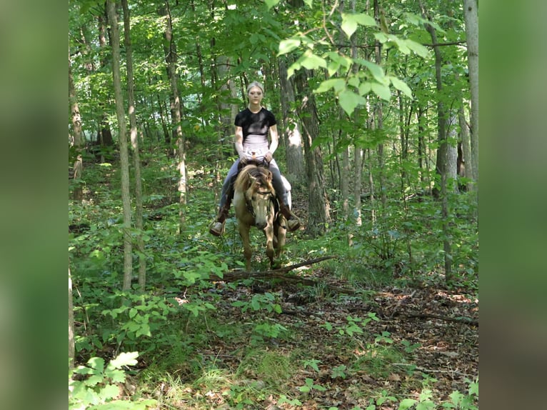 American Quarter Horse Ruin 5 Jaar 124 cm Champagne in Howell, MI