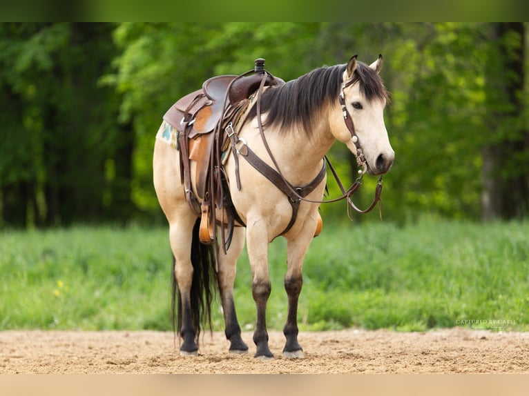 American Quarter Horse Ruin 5 Jaar 140 cm Buckskin in Lewistown