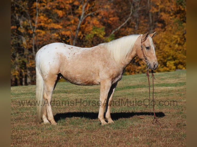 American Quarter Horse Ruin 5 Jaar 140 cm Palomino in Mount Vernon