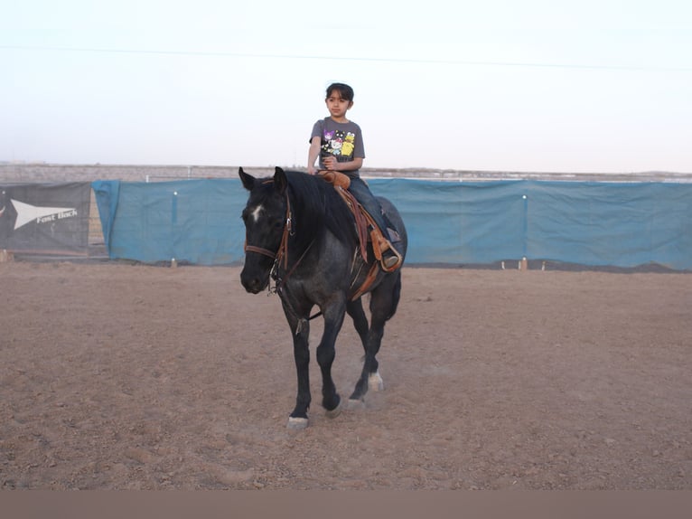 American Quarter Horse Mix Ruin 5 Jaar 140 cm Roan-Blue in El Paso, TX