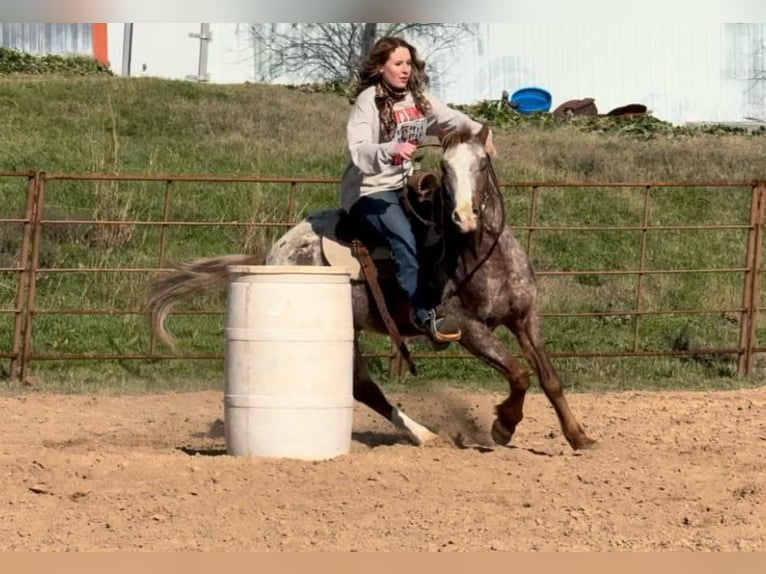 American Quarter Horse Ruin 5 Jaar 140 cm Roan-Red in WEATHERFORD, TX