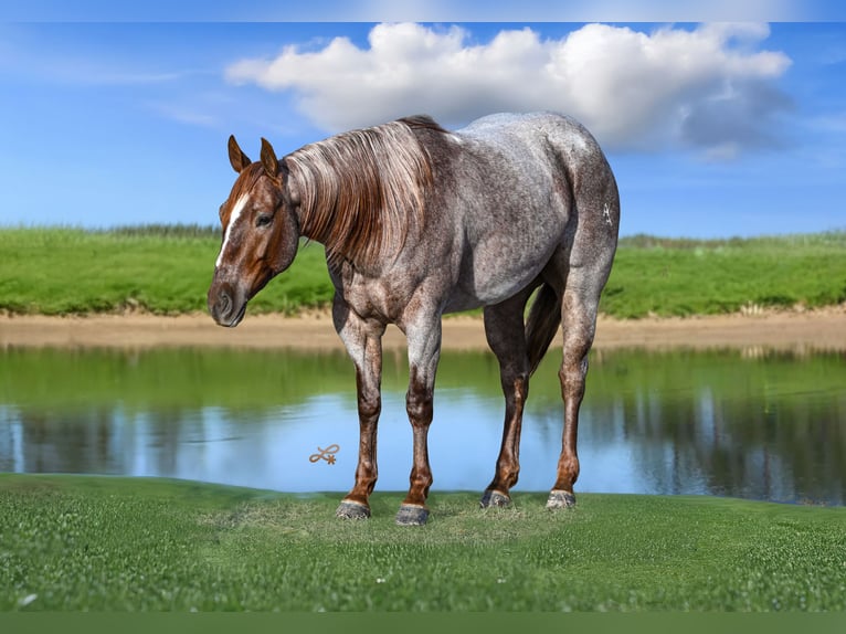 American Quarter Horse Ruin 5 Jaar 142 cm Roan-Red in Canistota