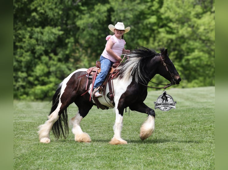 American Quarter Horse Ruin 5 Jaar 142 cm Tobiano-alle-kleuren in Mount Vernon, KY