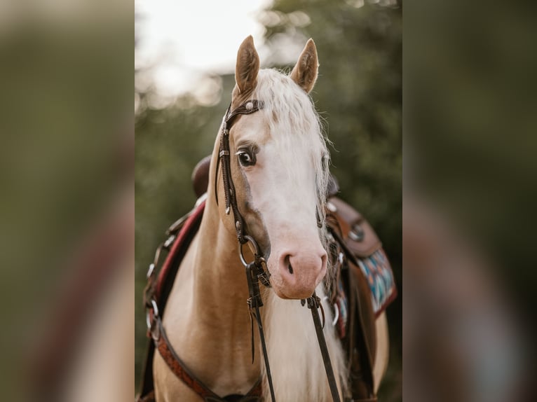 American Quarter Horse Ruin 5 Jaar 143 cm Palomino in Fulda