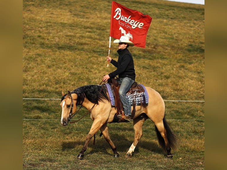 American Quarter Horse Ruin 5 Jaar 145 cm Buckskin in Millersburg