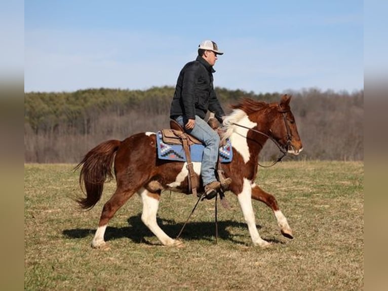 American Quarter Horse Ruin 5 Jaar 145 cm Donkere-vos in Somerset