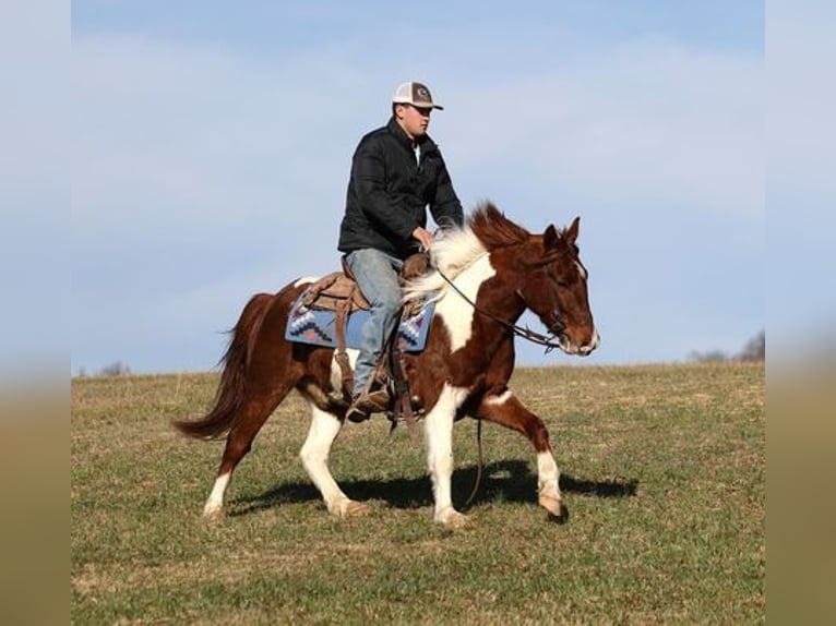 American Quarter Horse Ruin 5 Jaar 145 cm Donkere-vos in Somerset