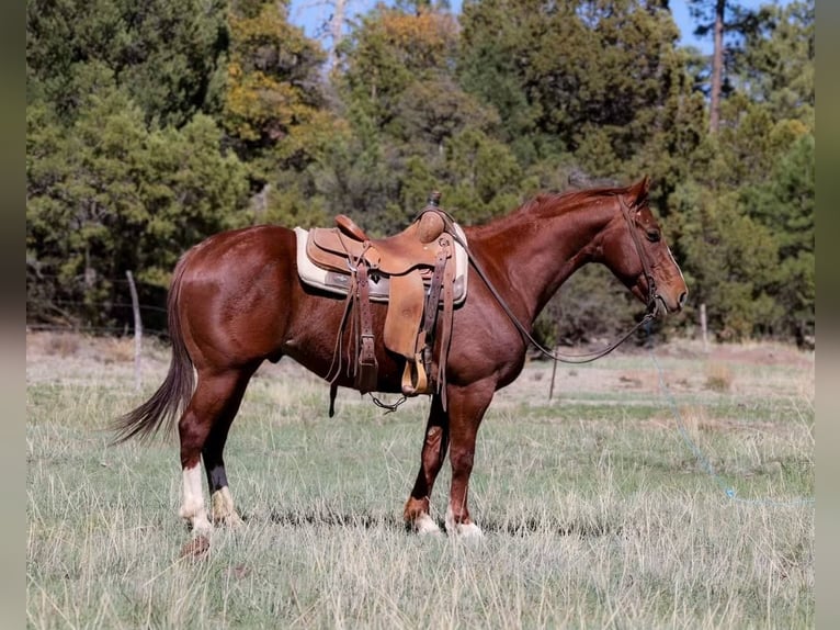 American Quarter Horse Ruin 5 Jaar 145 cm Donkere-vos in Camp Verde AZ