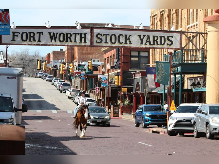 American Quarter Horse Ruin 5 Jaar 145 cm Falbe in Weatherford TX