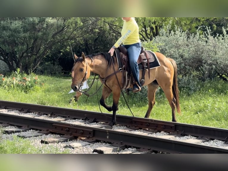 American Quarter Horse Ruin 5 Jaar 145 cm Falbe in Weatherford TX