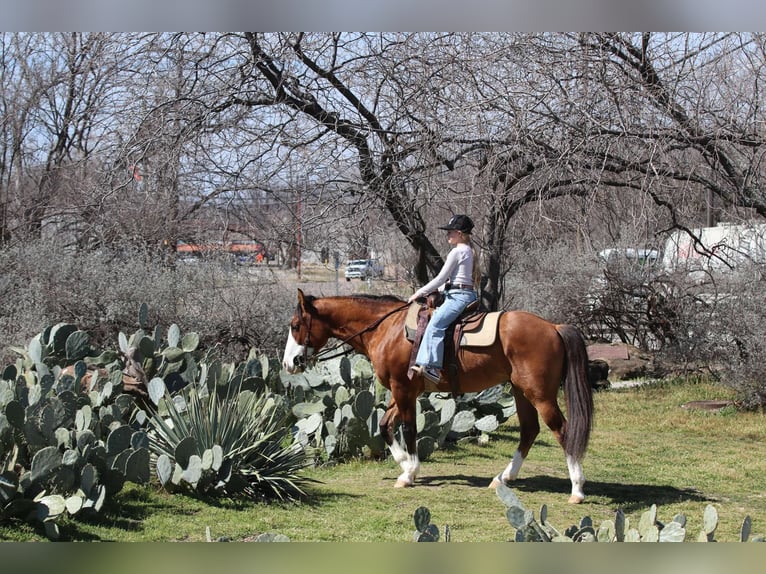 American Quarter Horse Ruin 5 Jaar 145 cm Falbe in Weatherford TX