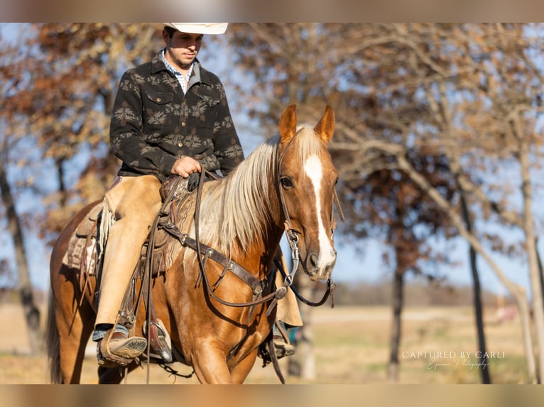 American Quarter Horse Ruin 5 Jaar 145 cm Palomino in Lewistown