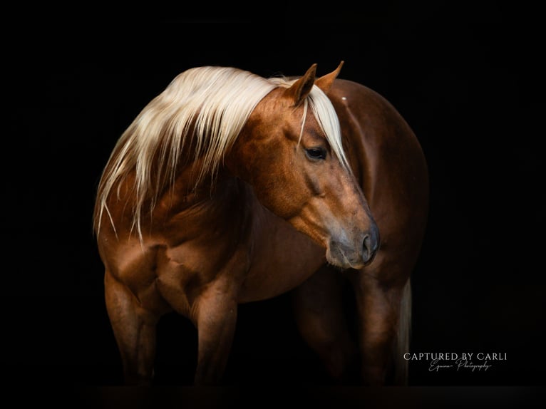 American Quarter Horse Ruin 5 Jaar 145 cm Palomino in Lewistown