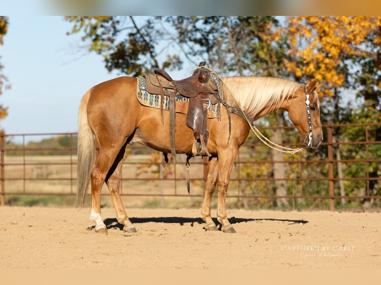 American Quarter Horse Ruin 5 Jaar 145 cm Palomino in Lewistown