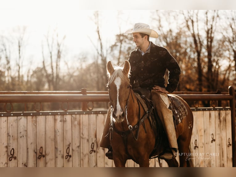 American Quarter Horse Ruin 5 Jaar 145 cm Palomino in Lewistown