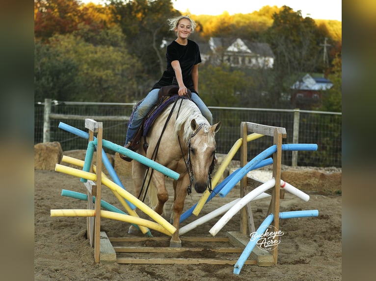 American Quarter Horse Ruin 5 Jaar 145 cm Palomino in Millersburg