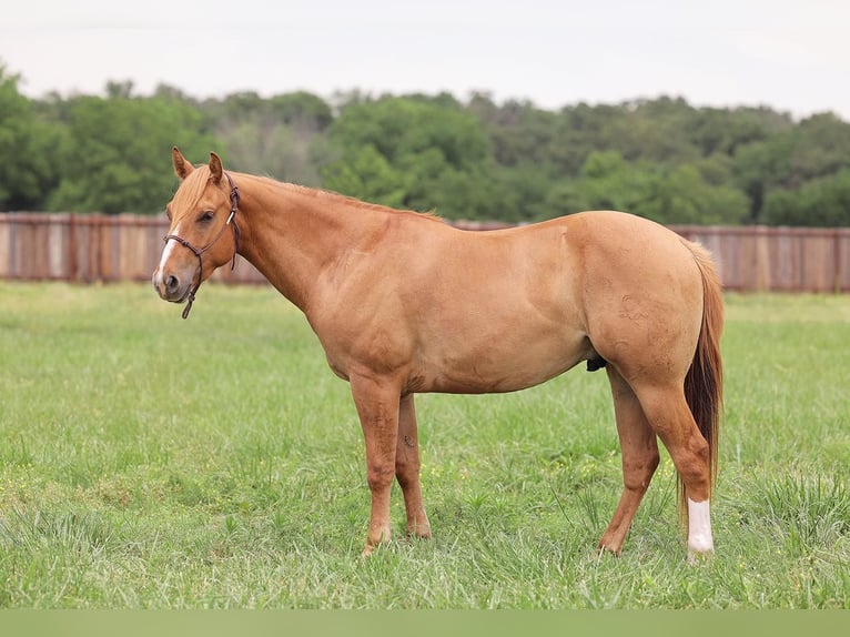 American Quarter Horse Ruin 5 Jaar 145 cm Red Dun in Adair OK
