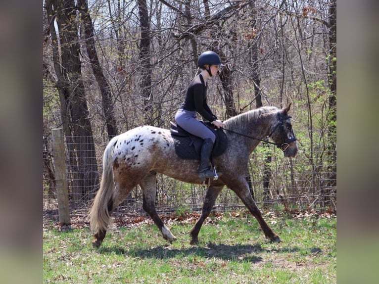 American Quarter Horse Ruin 5 Jaar 145 cm Roan-Bay in Howell