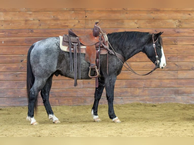 American Quarter Horse Ruin 5 Jaar 145 cm Roan-Blue in Clarion