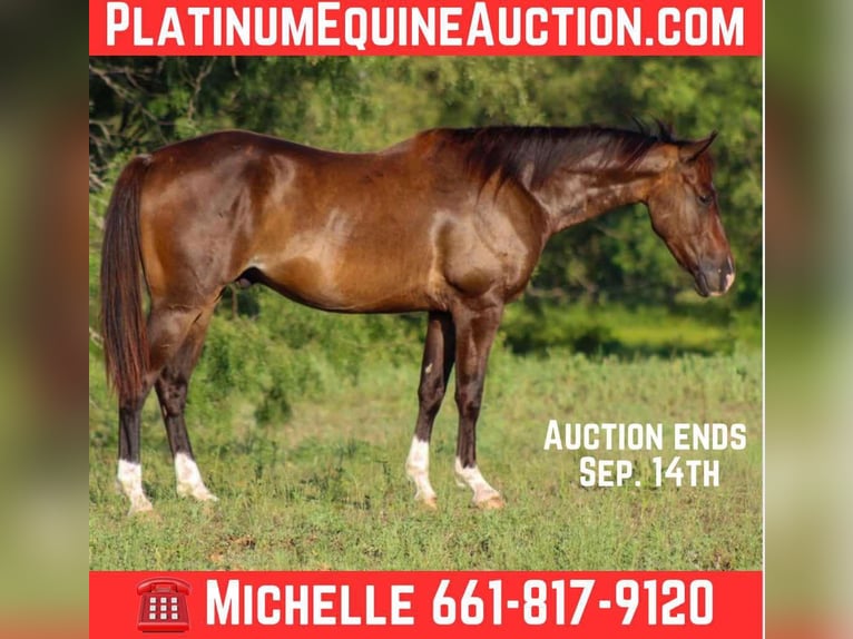 American Quarter Horse Ruin 5 Jaar 145 cm Roodbruin in Stephenville TX