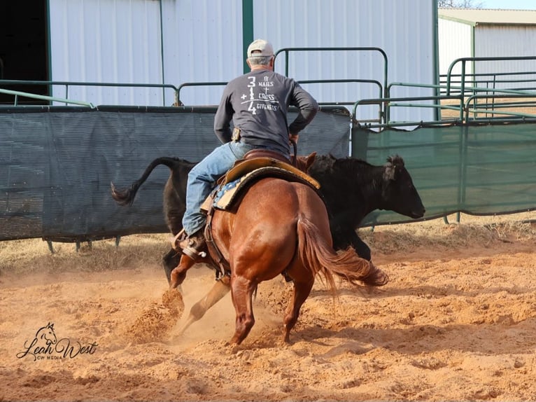 American Quarter Horse Ruin 5 Jaar 145 cm Roodvos in Healdton, OK