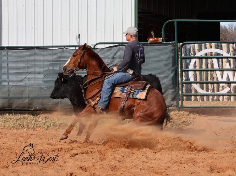 American Quarter Horse Ruin 5 Jaar 145 cm Roodvos in Healdton, OK