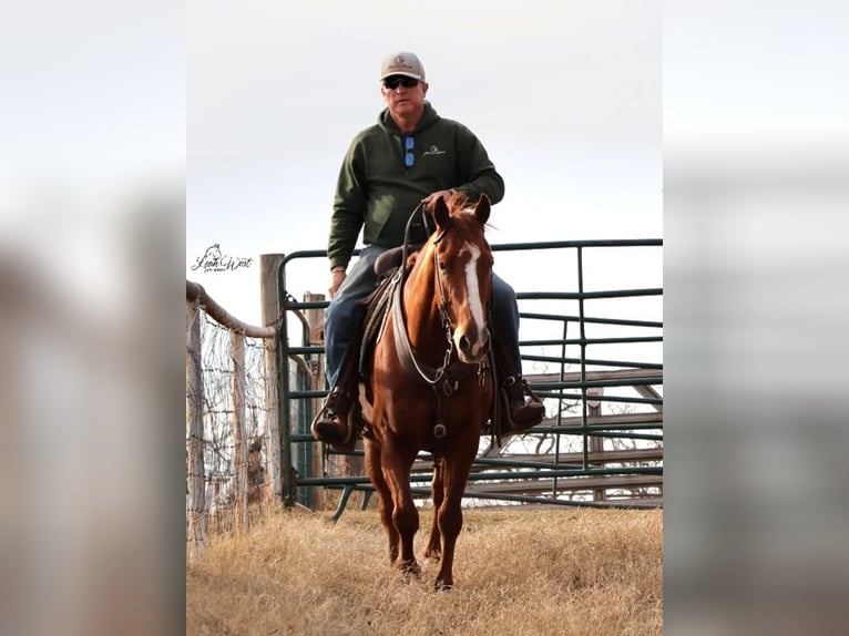 American Quarter Horse Ruin 5 Jaar 145 cm Roodvos in Healdton, OK