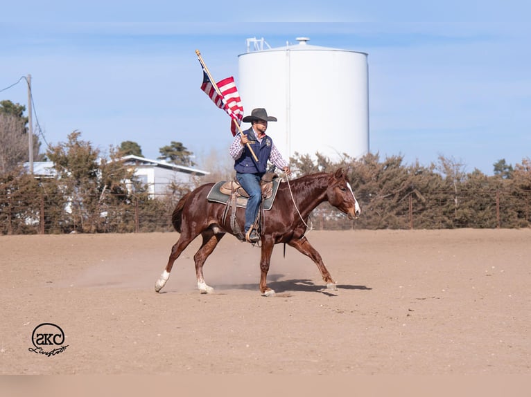 American Quarter Horse Ruin 5 Jaar 145 cm Roodvos in Canyon