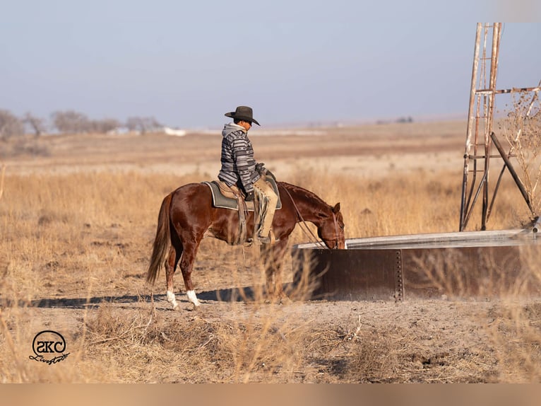 American Quarter Horse Ruin 5 Jaar 145 cm Roodvos in Canyon