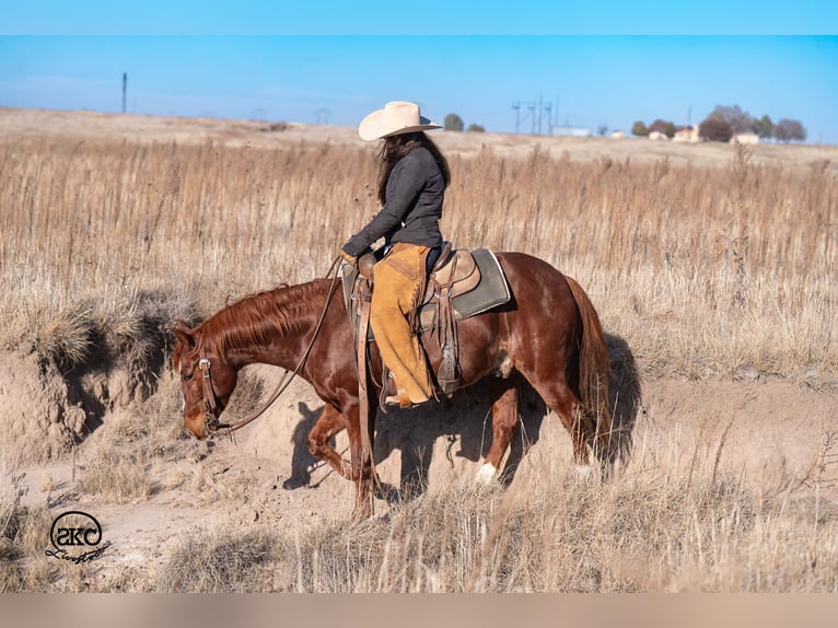 American Quarter Horse Ruin 5 Jaar 145 cm Roodvos in Canyon
