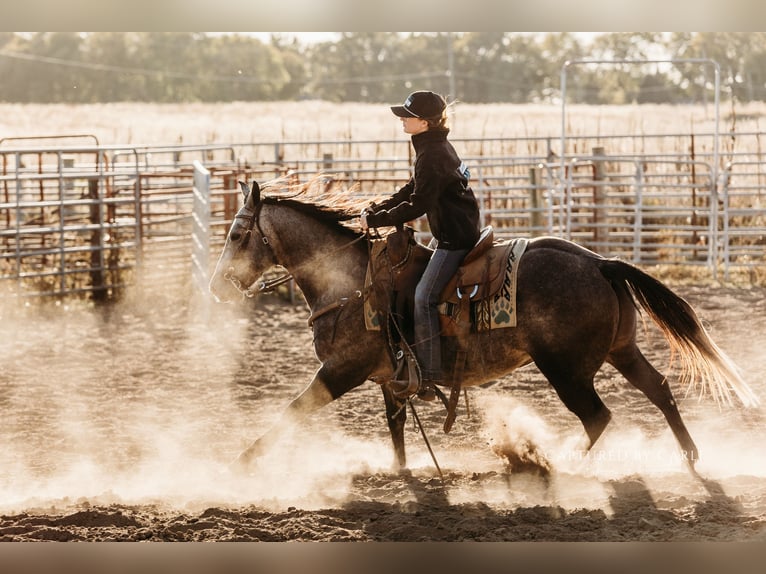 American Quarter Horse Ruin 5 Jaar 145 cm Schimmel in Lewistown, IL