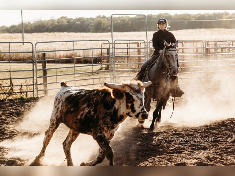 American Quarter Horse Ruin 5 Jaar 145 cm Schimmel in Lewistown, IL