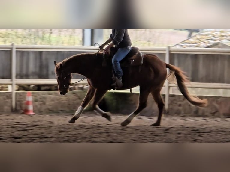 American Quarter Horse Ruin 5 Jaar 145 cm Vos in Erbach