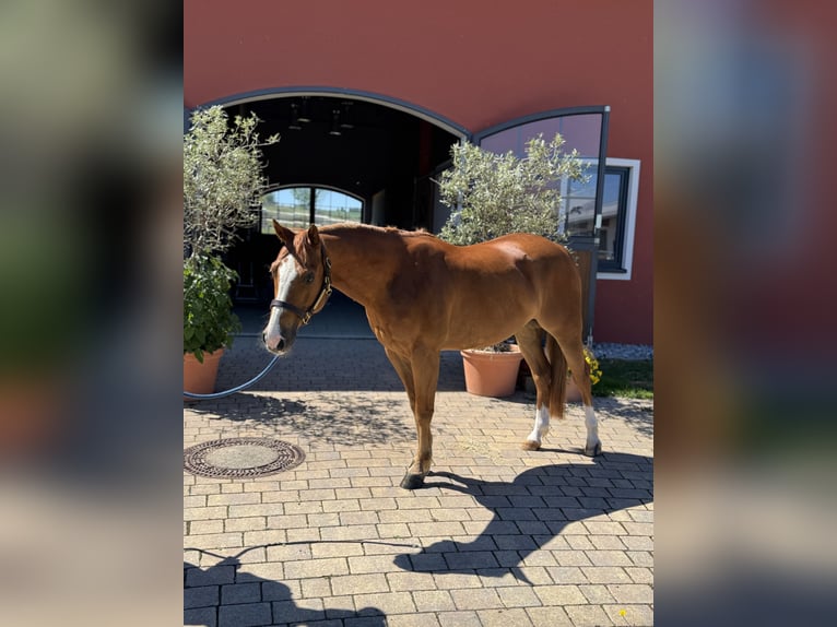 American Quarter Horse Ruin 5 Jaar 145 cm Vos in Tuntenhausen