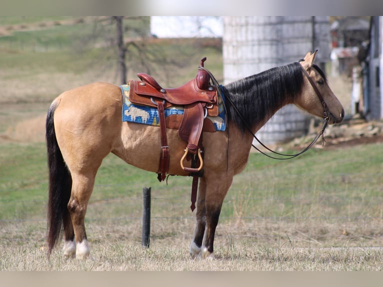 American Quarter Horse Ruin 5 Jaar 147 cm Buckskin in Sonora Ky