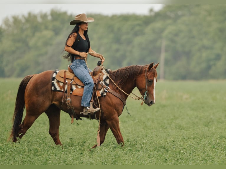 American Quarter Horse Ruin 5 Jaar 147 cm Donkere-vos in Fieldon IL