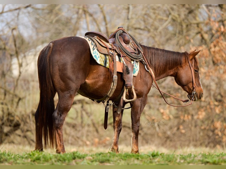 American Quarter Horse Ruin 5 Jaar 147 cm Donkere-vos in Fieldon IL