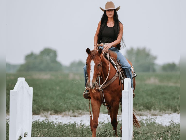 American Quarter Horse Ruin 5 Jaar 147 cm Donkere-vos in Fieldon IL