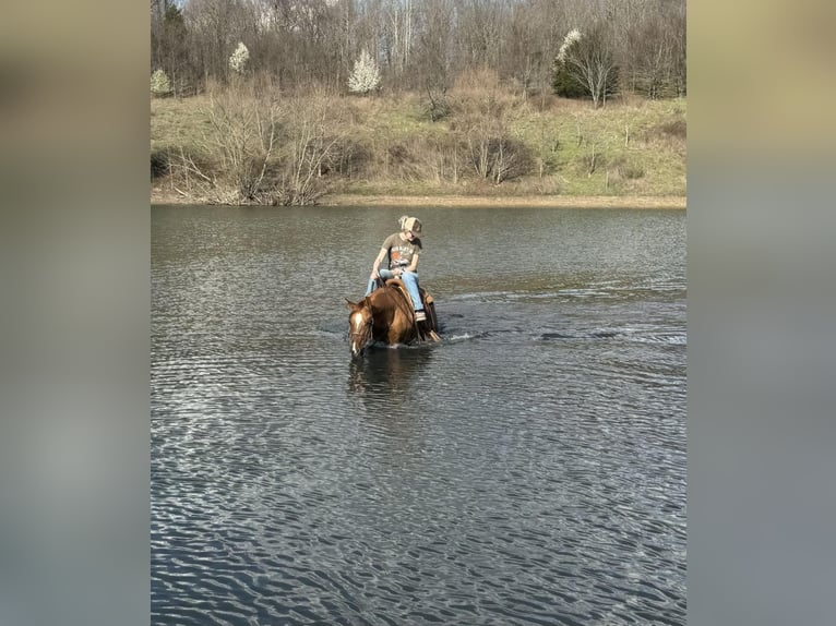 American Quarter Horse Ruin 5 Jaar 147 cm Falbe in MADISONVILLE, KY