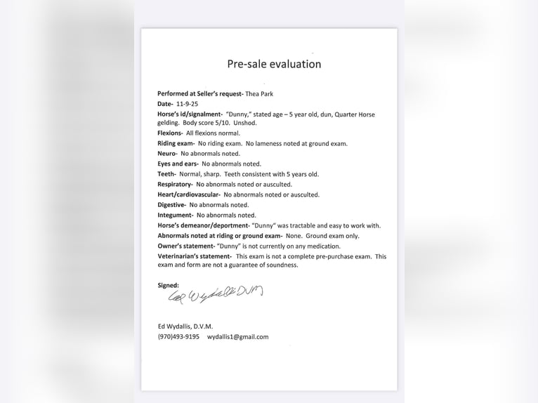 American Quarter Horse Ruin 5 Jaar 147 cm Falbe in Fort Collins