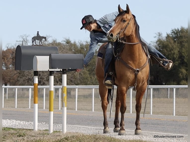 American Quarter Horse Ruin 5 Jaar 147 cm Falbe in Weatherford TX