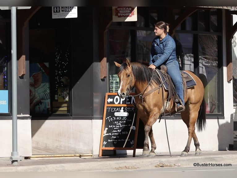 American Quarter Horse Ruin 5 Jaar 147 cm Falbe in Weatherford TX