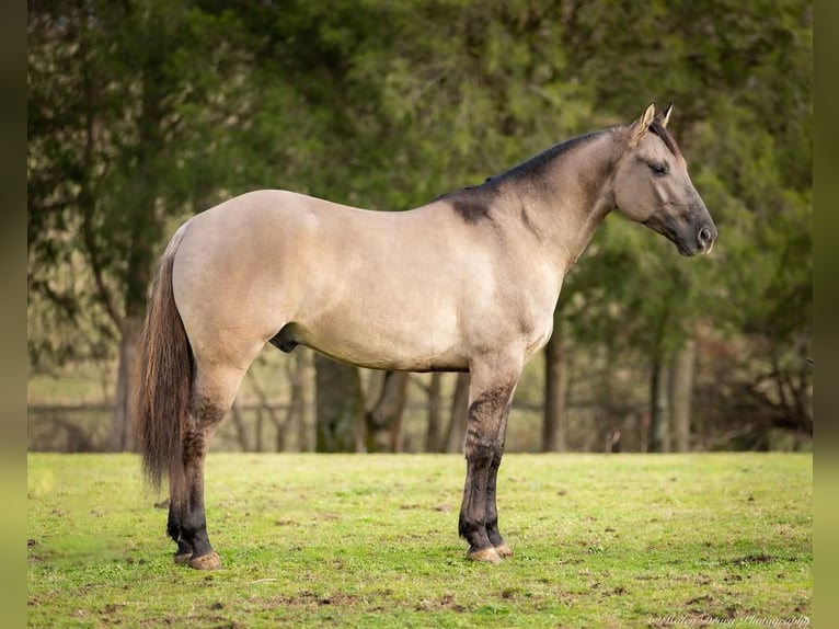 American Quarter Horse Ruin 5 Jaar 147 cm Grullo in Auburn, KY