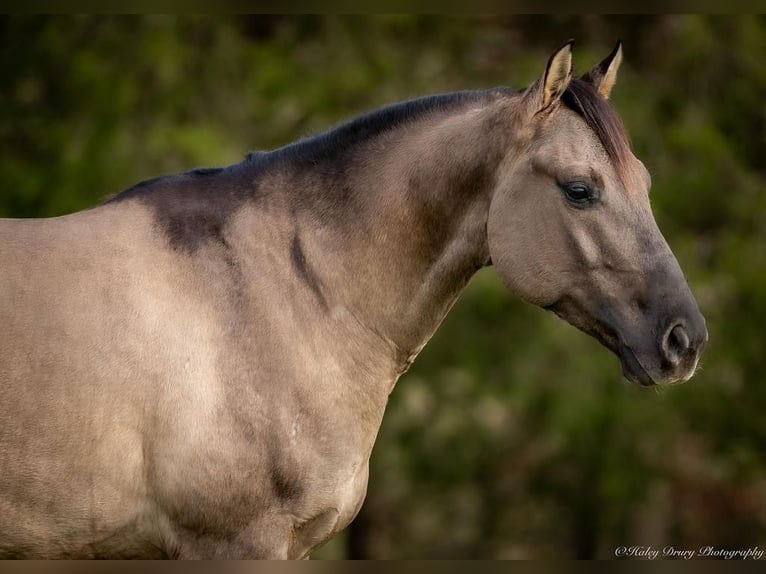 American Quarter Horse Ruin 5 Jaar 147 cm Grullo in Auburn, KY