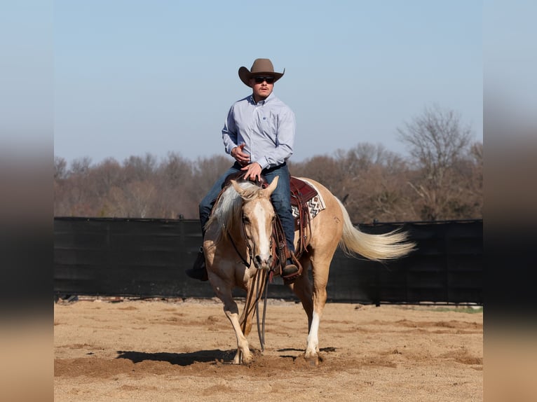 American Quarter Horse Ruin 5 Jaar 147 cm Palomino in Buffalo