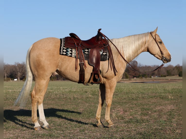 American Quarter Horse Ruin 5 Jaar 147 cm Palomino in Buffalo