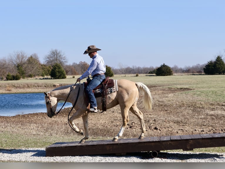 American Quarter Horse Ruin 5 Jaar 147 cm Palomino in Buffalo