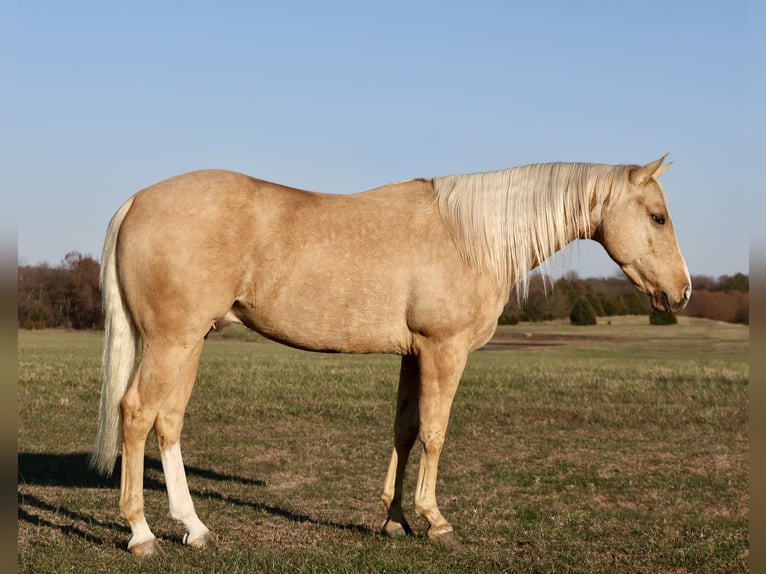 American Quarter Horse Ruin 5 Jaar 147 cm Palomino in Buffalo